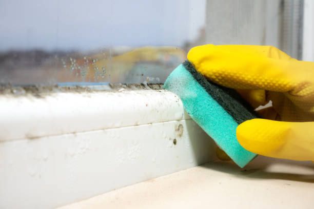 Mold Inspection, Removal & Remediation